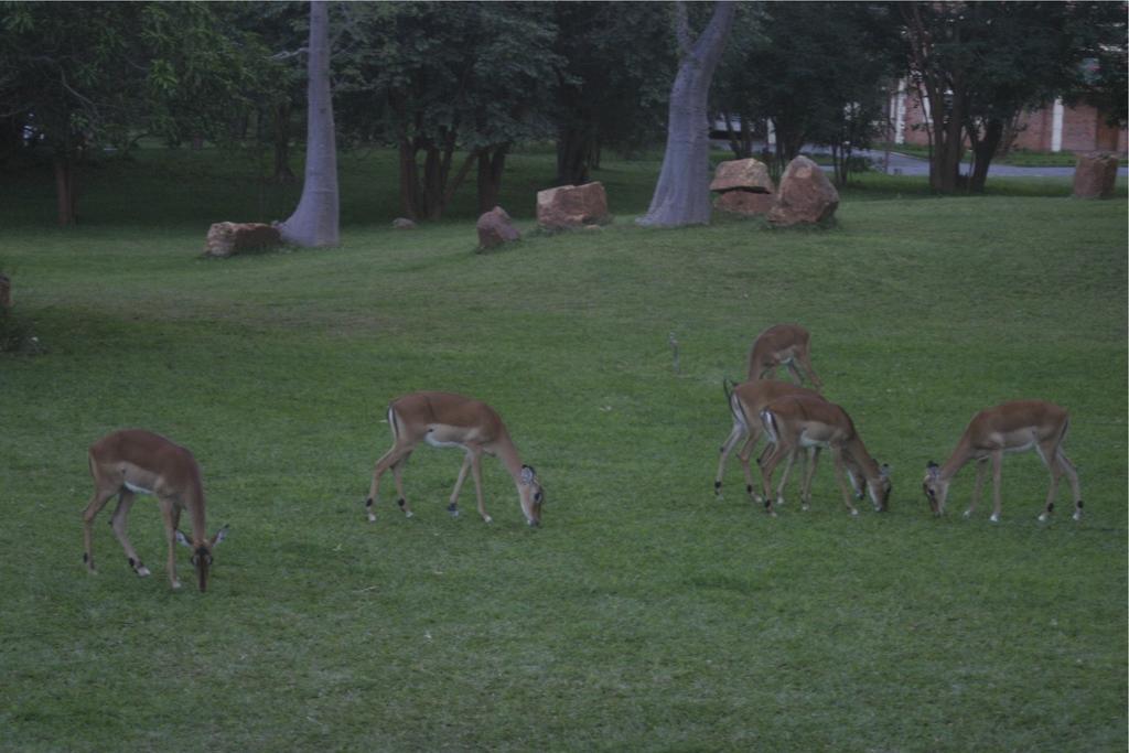 M'Kango Golfview Hotel Lusaka Kültér fotó